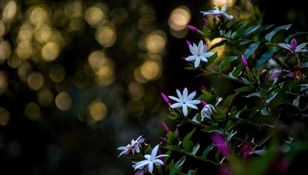 Moon Garden Ideal Flowers Night Blooming Jasmine